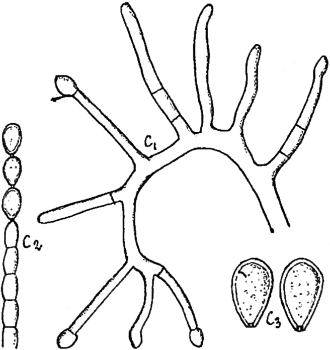 Fig. 3