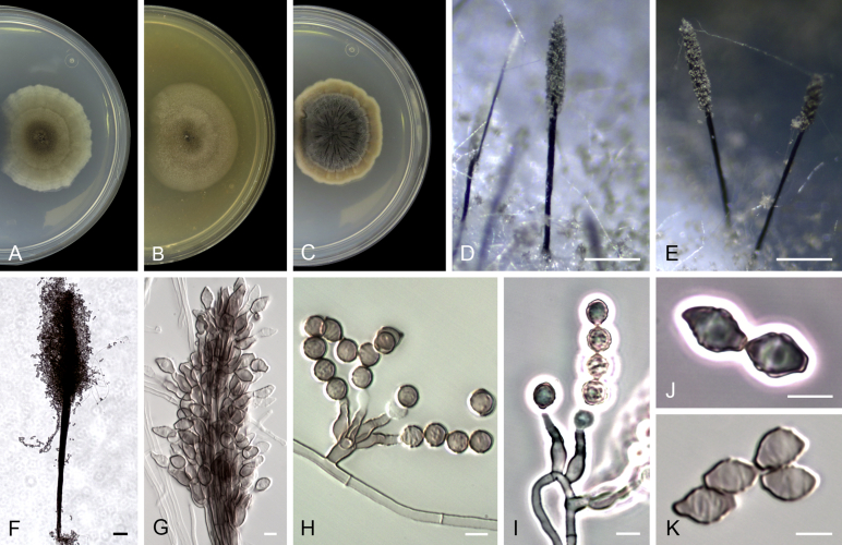 Fig. 19