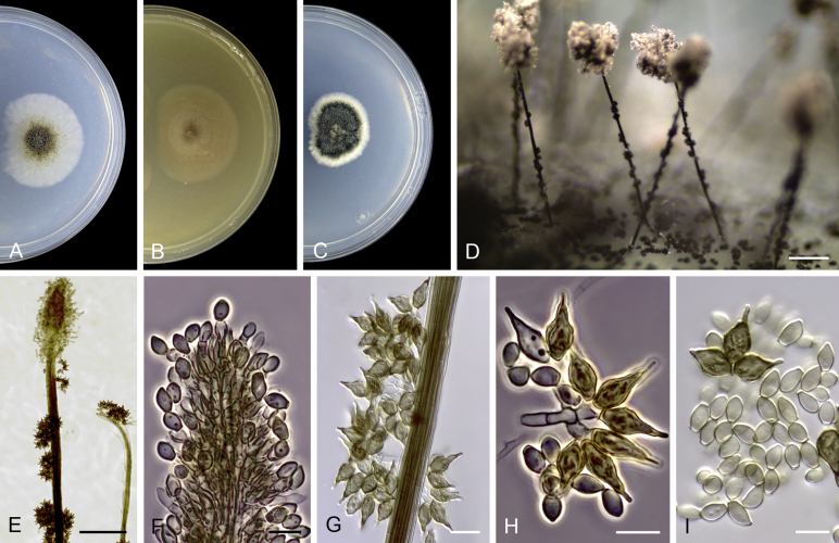 Fig. 18