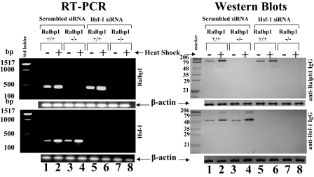 FIGURE 12.