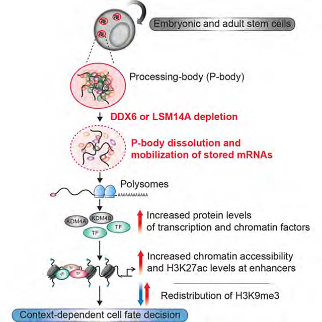 graphic file with name nihms-1545405-f0001.jpg