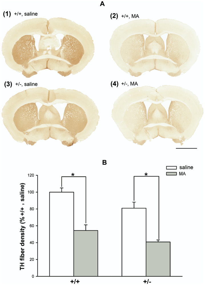 Fig. 6.