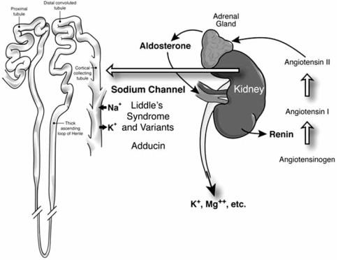 Fig. (1). Central role of the renin-angiotensin-aldosterone axis in resistant hypertension