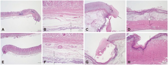 Fig. 5