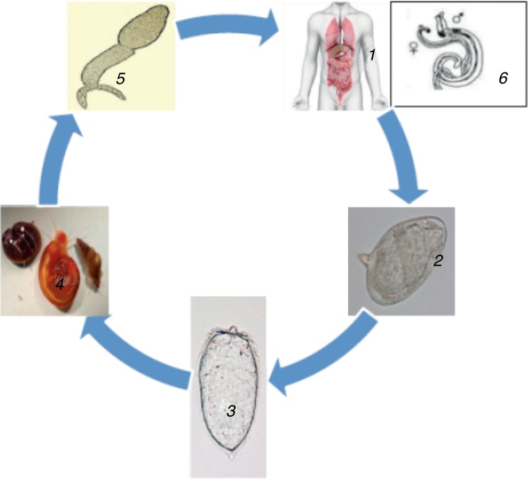 Fig. 1