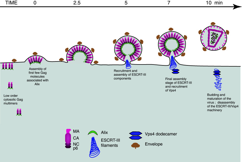 Fig. 4