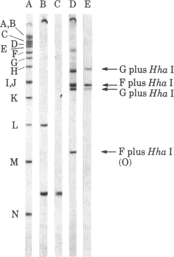 graphic file with name pnas00654-0162-a.jpg