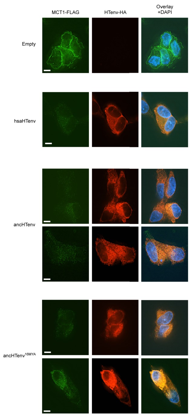 Figure 7—figure supplement 1.