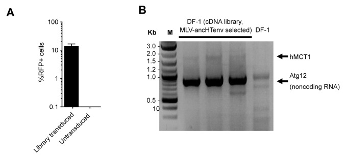 Figure 2—figure supplement 1.