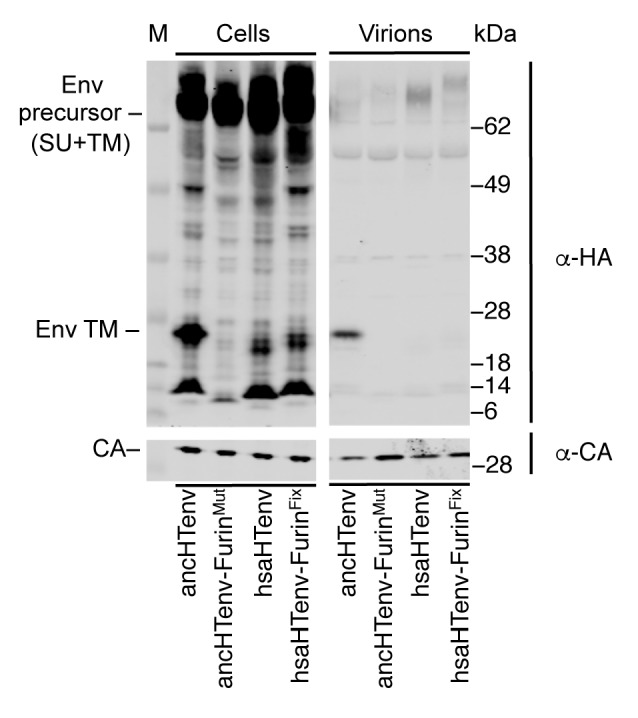 Figure 4—figure supplement 1.