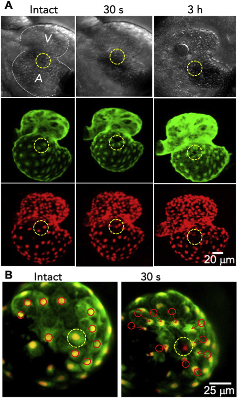 Fig. 4