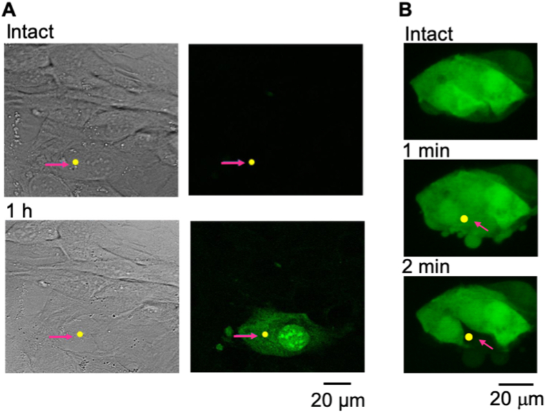 Fig. 2