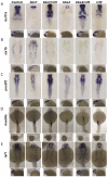 Fig. 6.