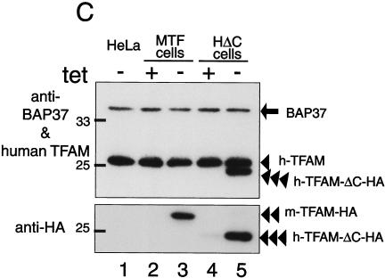 FIG.3.