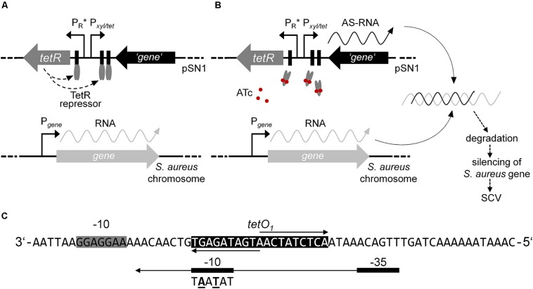 FIGURE 1