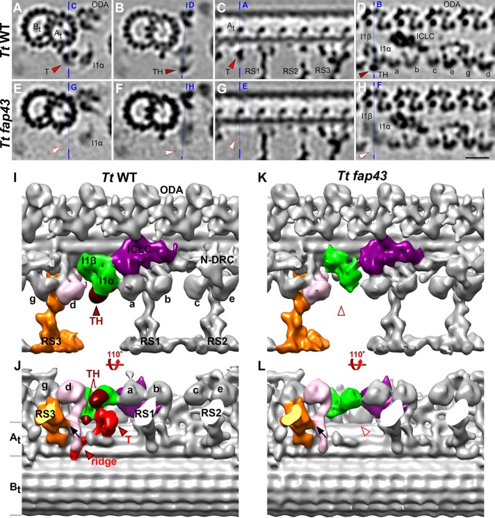 FIGURE 1: