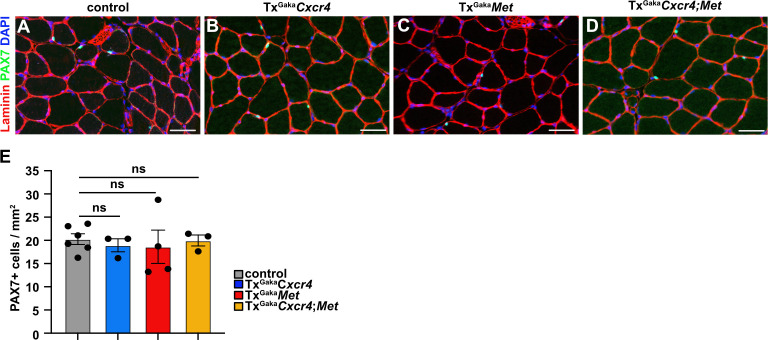 Figure 5—figure supplement 1.