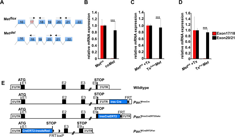 Figure 3—figure supplement 1.