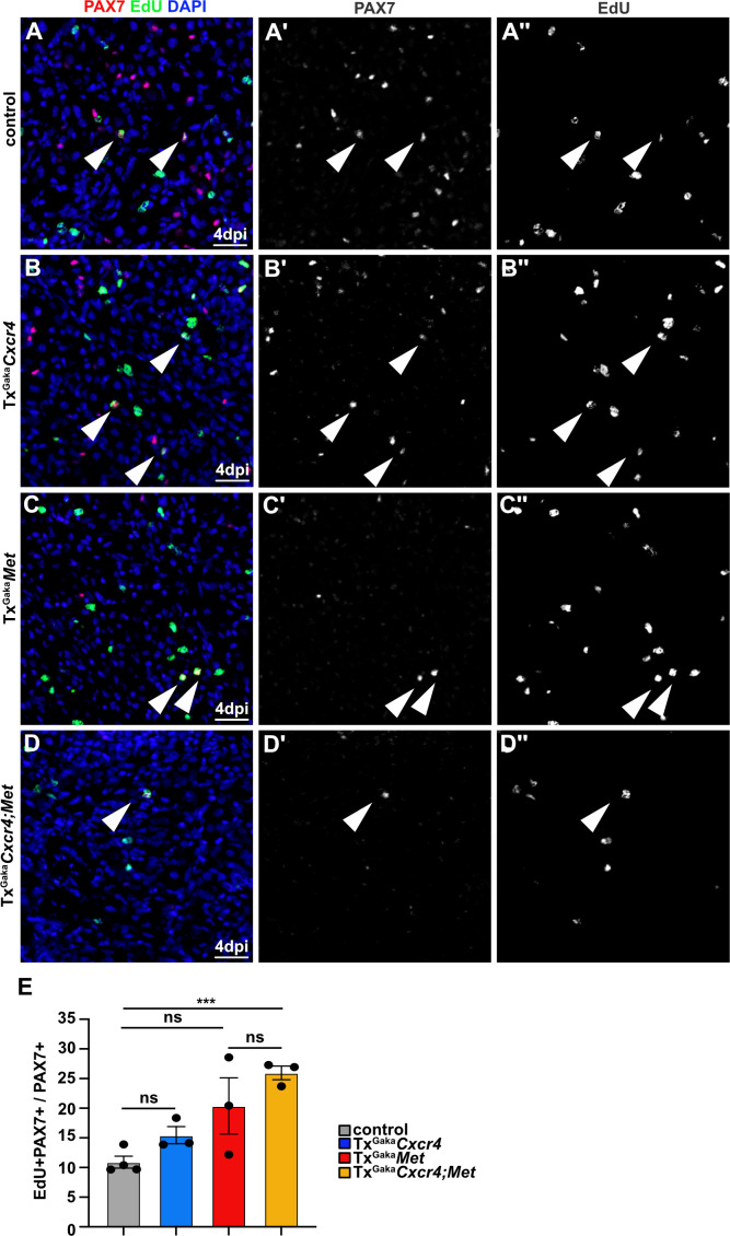 Figure 6—figure supplement 1.