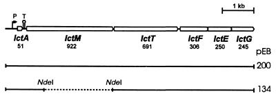 FIG. 1