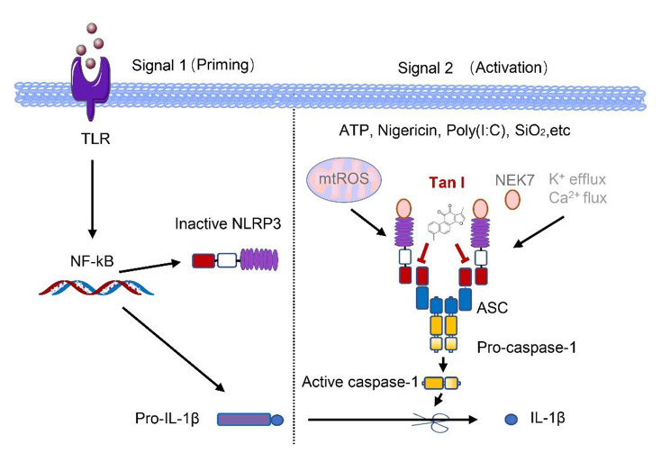 graphic file with name 10020_2023_671_Figa_HTML.jpg