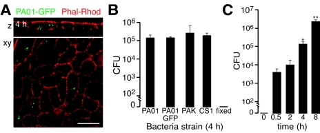 FIG. 2.