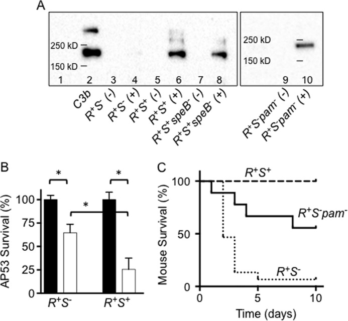 FIGURE 1.