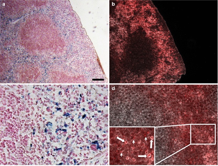 Fig. 6