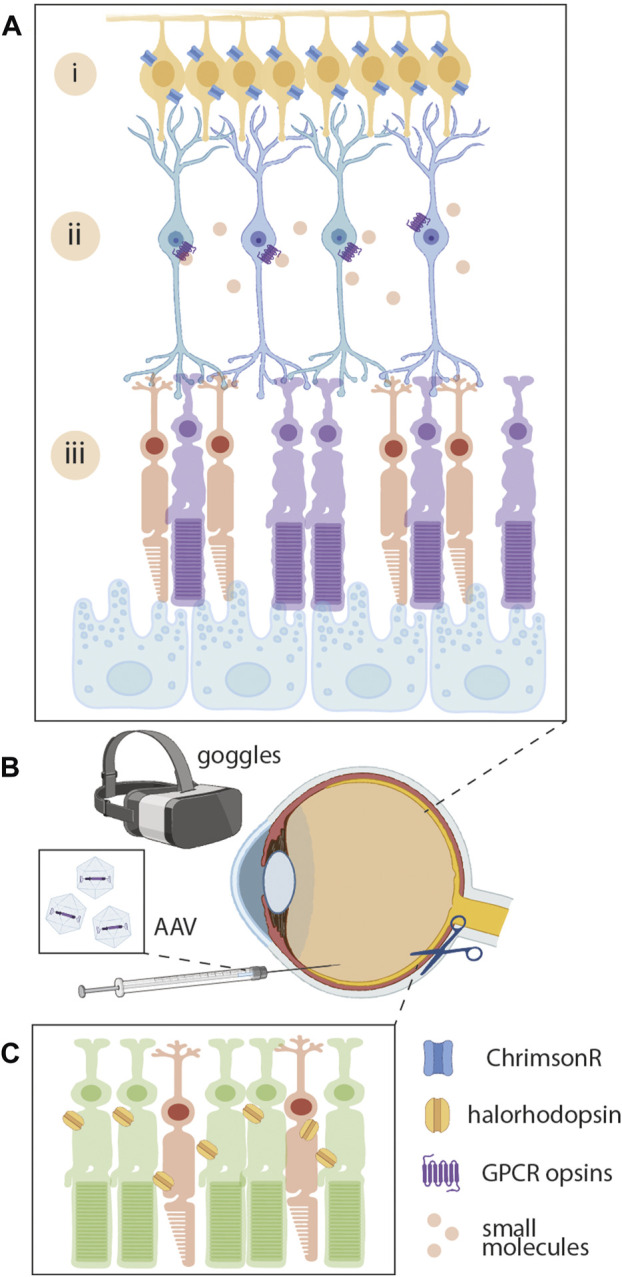 FIGURE 4