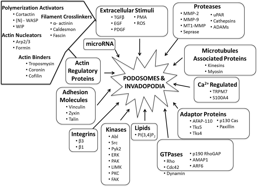 The 'ins' and 'outs' of podosomes and invadopodia: characteristics ...