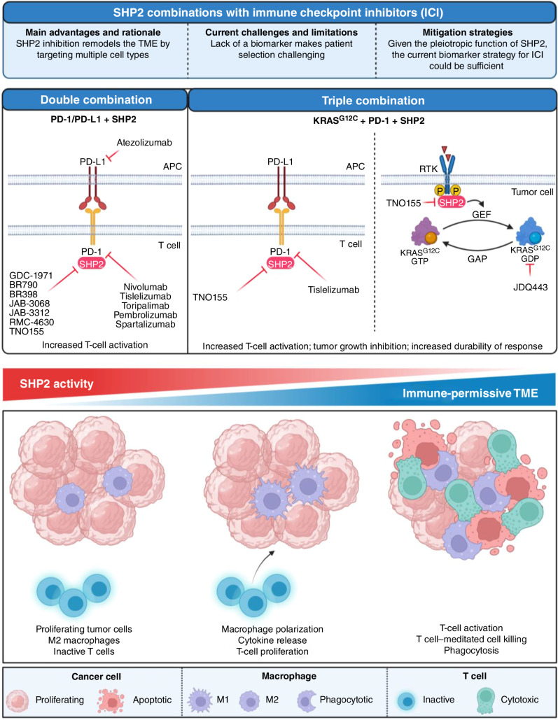 Figure 4. Combinations of SHP2 with immune checkpoint inhibitors currently tested in the clinic (top). Schematic model of the changes occurring in the tumor microenvironment upon modulation of SHP2 activity (bottom). Created with BioRender.com.