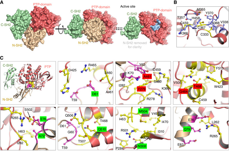 Figure 1. Structure and key mutations on SHP2. A, The overall structure of SHP2 contains three well-folded domains: Two tandem SH2 domains (beige, light green) followed by the PTP (protein tyrosine phosphatase) domain (left); the structure with the N-SH2 domain facing out shows the N-SH2 domain bound on top of the PTP domain, in this view, and shields the active site from access to substrates (middle); right, same view as middle, with the N-SH2 domain removed for clarity, revealing the active site in the PTP domain, in light blue. B, Residues surrounding catalytic C459 residue, and C367, C333, termed “backdoor cysteines,” are in a hydrophobic region of the protein. C, Molecular details of the regions in SHP2 around residues at which GOF (highlighted in green) hotspot mutations in leukemias and Noonan syndrome and LOF (highlighted in red) hotspot mutations occur. Top, left: Hotspot mutations occur around the interaction site between N-SH2 and PTP domains. Residues in the PTP domain (salmon color) that are around the site of the mutation are highlighted in yellow, and residues in the N-SH2 domain (light brown color) that are around the site of the mutation are highlighted in magenta.