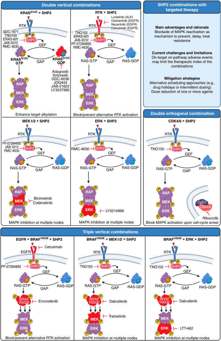 Figure 3. Combinations of SHP2 with targeted therapy are currently being tested in the clinic. Targets are highlighted in red. For the purpose of clarity, the location of RAS is depicted away from the membrane. Created with BioRender.com.