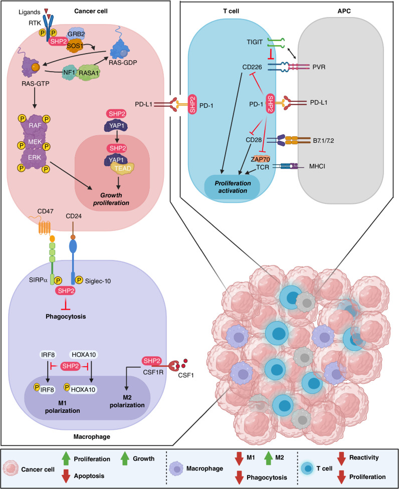 Figure 2. SHP2 is a protein tyrosine phosphatase with pleiotropic function. It is a critical regulator of the RAS–MAPK pathway leading to cancer cell proliferation and growth. In T cells, it is an integral downstream effector of the PD-1 cascade to halt activation and proliferation. In macrophages, it promotes M2 polarization and proliferation and inhibits phagocytosis.