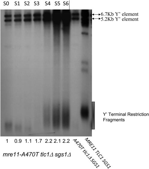 Figure 7.—