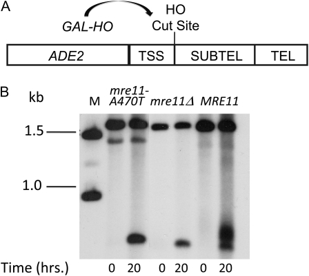 Figure 2.—