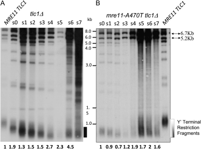 Figure 4.—