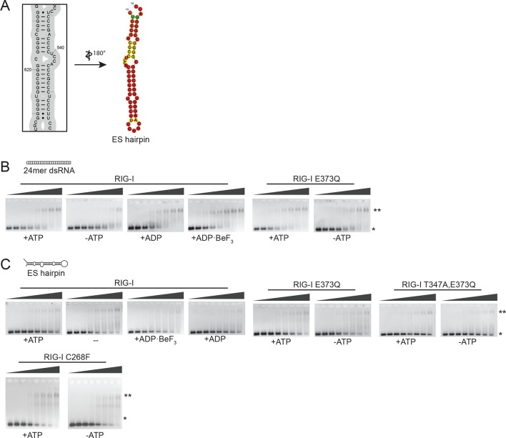 Figure 4—figure supplement 1.