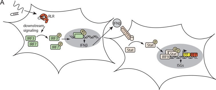 Figure 2—figure supplement 2.