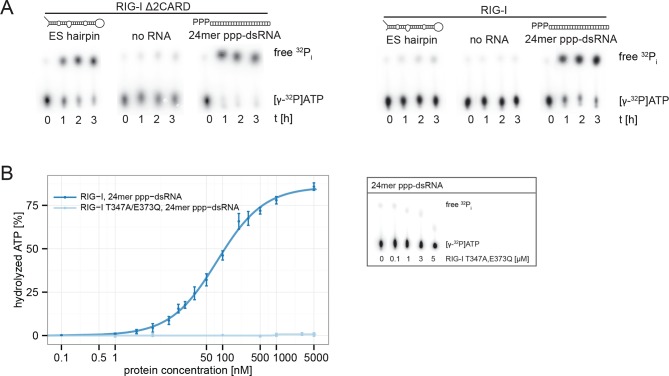 Figure 5—figure supplement 1.