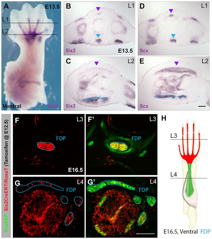 Fig. 4.