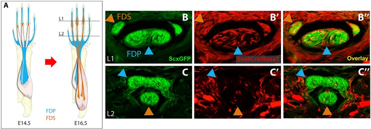 Fig. 6.