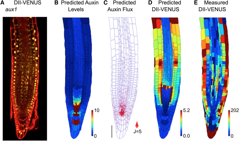 Figure 3.