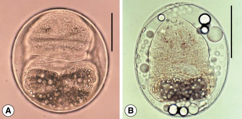 Fig. 11