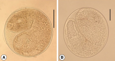 Fig. 12