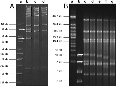 FIG. 6.