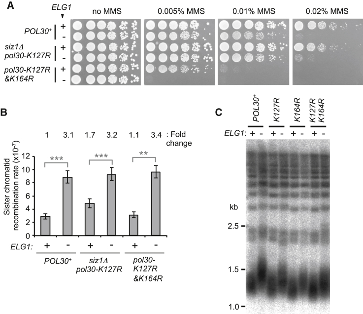 Figure 4