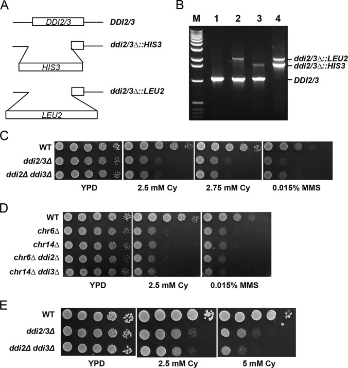 FIGURE 5.