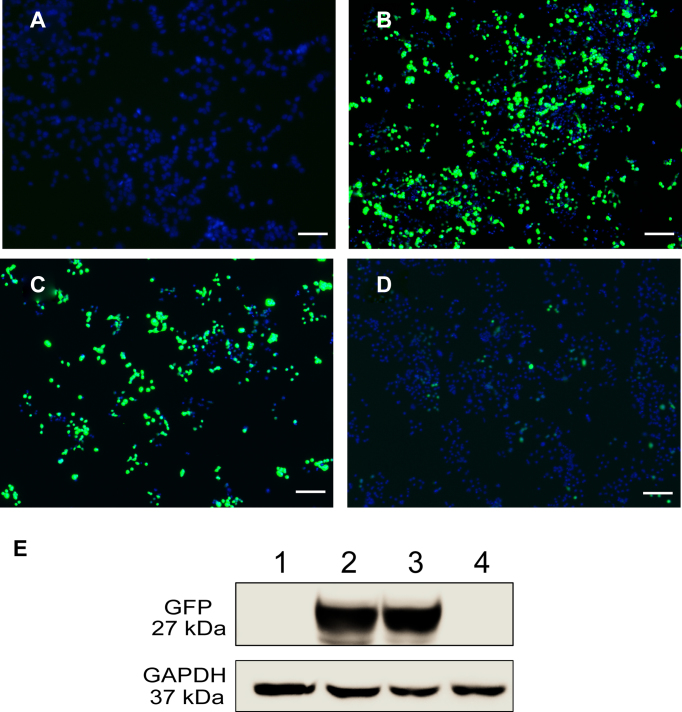 Figure 4.