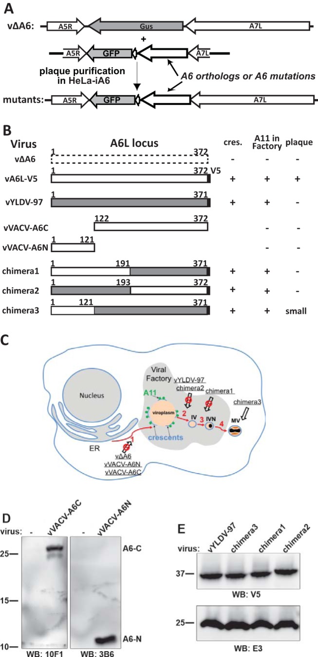 FIG 3